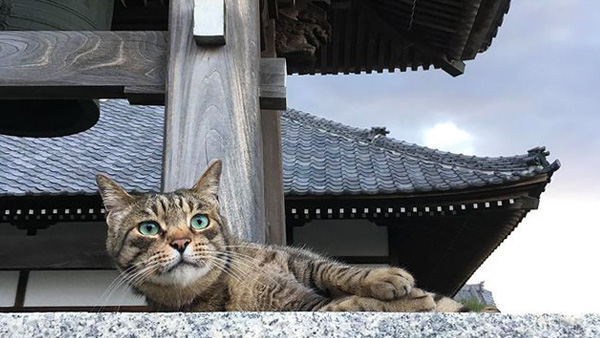 寺の四季・寺猫